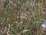 Wild flax: pods