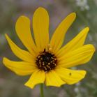 Sunflower: flower-head