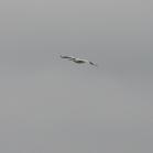 White pelican: in flight
