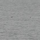 bird: on water very distant