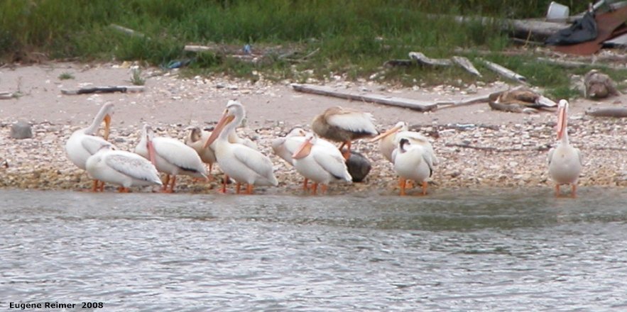 IMG 2008-Aug11 at DauphinRiver:  White pelican (Pelecanus erythrorhynchos) many on shore