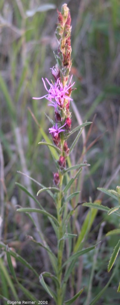 IMG 2008-Aug19 at the tall-grass-prairie part of the Jim and Marcella Towle property near Senkiw-MB:  Dotted blazing-star (Liatris punctata)? plant