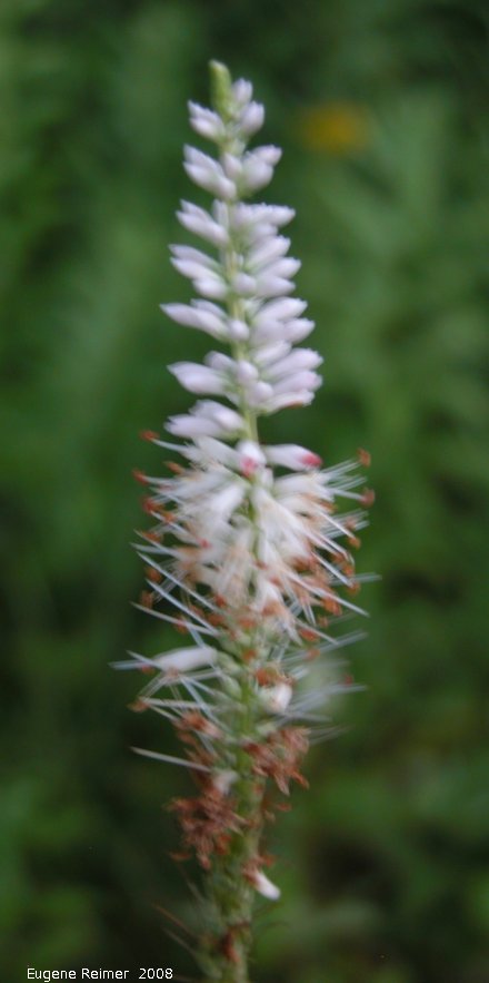 IMG 2008-Aug19 at the Crow-Wing Trail near Senkiw:  Culvers root (Veronicastrum virginicum) flower-spike