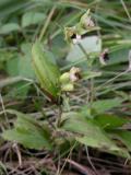 Broad-leaved helleborine=Epipactis helleborine: plant with pods