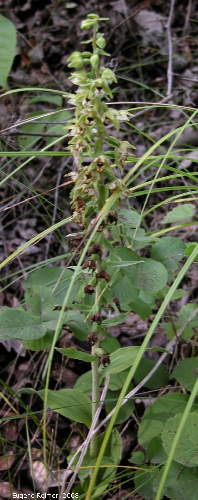 IMG 2008-Aug22 at South-Winnipeg:  Broad-leaved helleborine (Epipactis helleborine) plant with buds+flowers+pods
