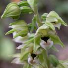 Broad-leaved helleborine=Epipactis helleborine: flowers