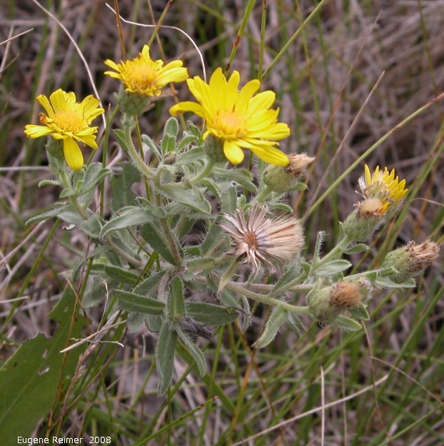 IMG 2008-Aug23 at the Jim and Marcella Towle property near Senkiw-MB:  Hairy yellow aster (Chrysopsis villosa)