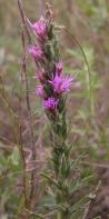 Dotted blazing-star: