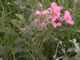 Woods rose=Rosa woodsii: with BumbleBee