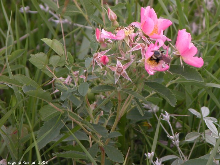 IMG 2008-Aug23 at the Crow-Wing Trail near Senkiw-MB:  Woods rose (Rosa woodsii) with Bumblebee (Bombus sp)