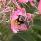 Bumblebee: on WoodsRose=Rosa~woodsii