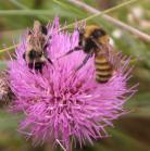 Bee: two kinds on FlodmansThistle