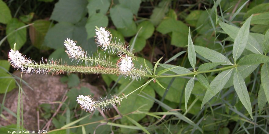 IMG 2008-Aug23 at the Crow-Wing Trail near Senkiw-MB:  Culvers root (Veronicastrum virginicum)