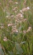 Hairy umbrellawort=Mirabilis hirsuta: plant