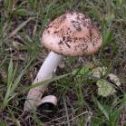 Amanita mushroom?: toadstool