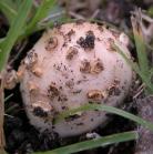 Amanita mushroom?: emerging