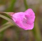 Gerardia, slenderleaved=Agalinis tenuifolia: flower