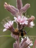 Bee: on GlaucousWhiteLettuce=Prenanthes_racemosa