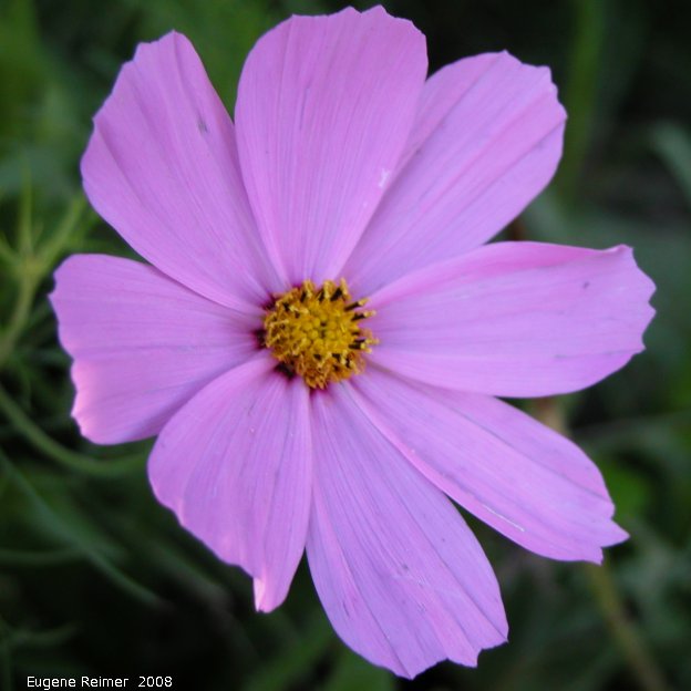 IMG 2008-Aug24 at Winnipeg:  Mexican aster (Cosmos bipinnatus) a garden-escape flower