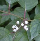 Red-osier dogwood: berries