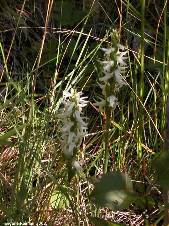 IMG 2008-Sep06 at Rat-River-Swamp (Tracking Down Ladies-tresses):  Great-plains ladies-tresses (Spiranthes magnicamporum)