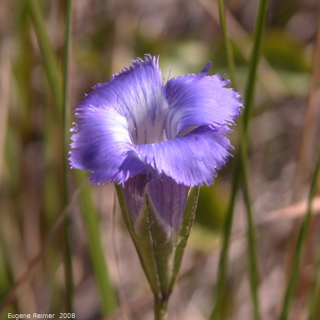 IMG 2008-Sep06 at Rat-River-Swamp (Tracking Down Ladies-tresses):  Fringed-gentian (Gentianopsis crinita) flower