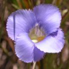 Fringed-gentian: flower from above