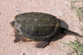 Snapping turtle: