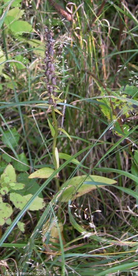 IMG 2008-Sep11 at BuffaloPoint:  Small purple fringed-orchid (Platanthera psycodes) plant with pods