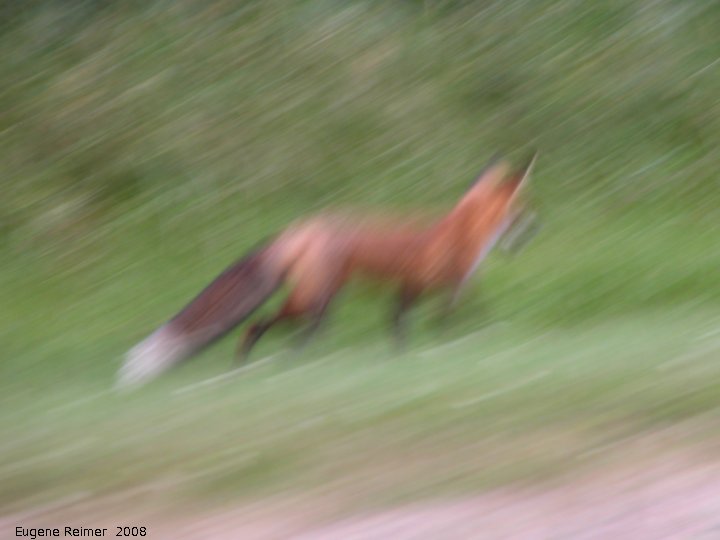 IMG 2008-Sep11 at BuffaloPoint:  Red fox (Vulpes vulpes) running