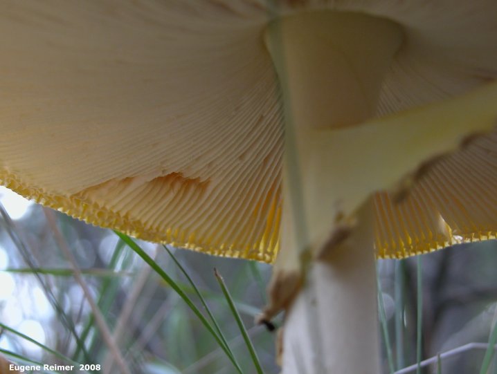 IMG 2008-Sep18 at Belair-PF:  Fly-agaric mushroom (Amanita muscaria) from below