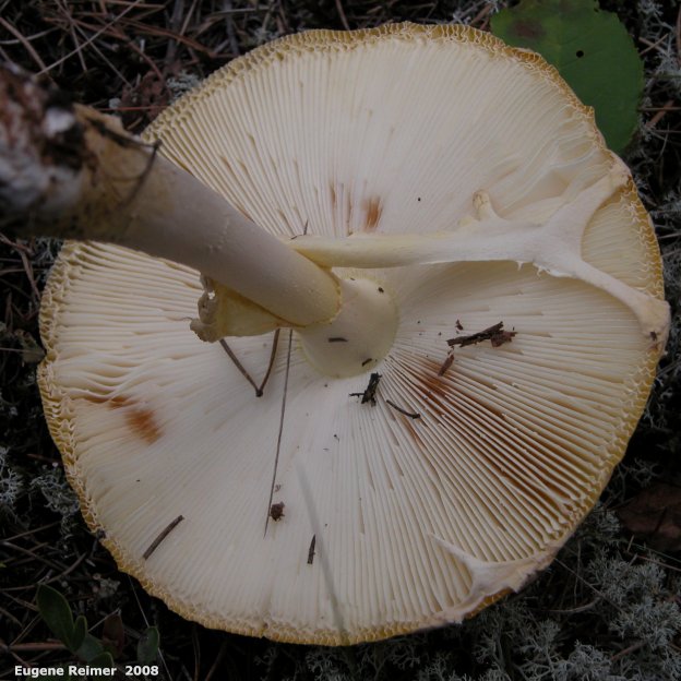 IMG 2008-Sep18 at Belair-PF:  Fly-agaric mushroom (Amanita muscaria) underside