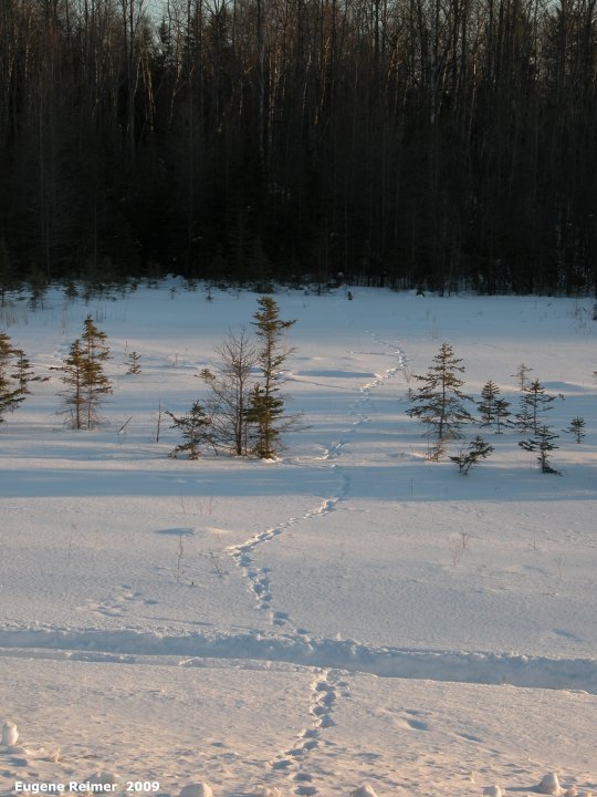 IMG 2009-Feb08 at fen on pth15:  White-tailed deer (Odocoileus virginianus) tracks through snow