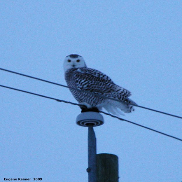 IMG 2009-Mar08 at Rd12E near Oak Hammock Marsh:  Snowy owl (Bubo scandiacus) on pole