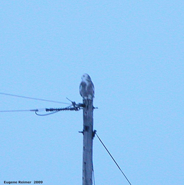 IMG 2009-Mar08 at Rd12E near Oak Hammock Marsh:  Snowy owl (Bubo scandiacus) on pole distant