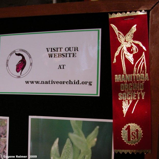 IMG 2009-Mar29 at MOS Orchid-Show:  display Botanical Treasures with 1st-Place ribbon closer