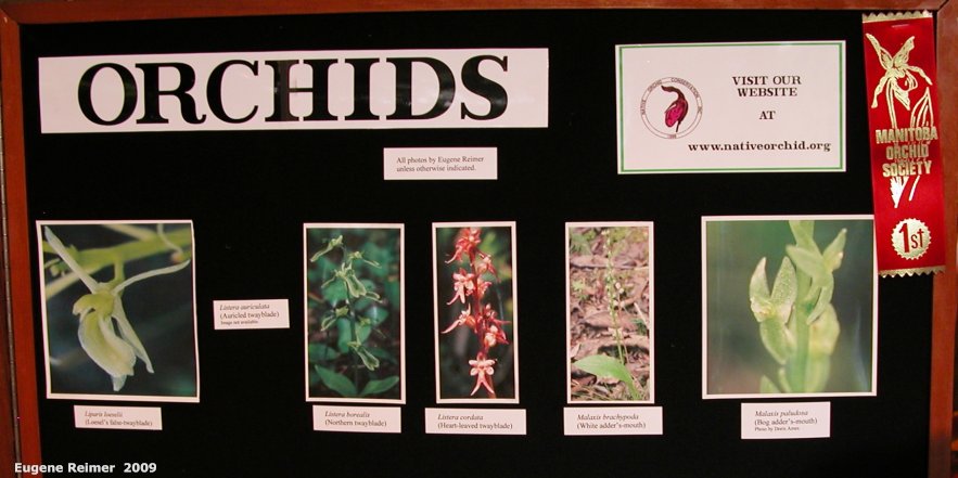 IMG 2009-Mar29 at MOS Orchid-Show:  display Botanical Treasures with 1st-Place ribbon