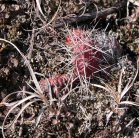 Prickly-pear-cactus=Opuntia polycantha: