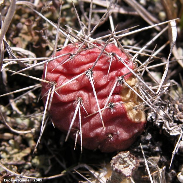 IMG 2009-Apr25 at Portage Sandhills near PortageLaPrairie MB:  Prickly-pear-cactus (Opuntia polyacantha) closer