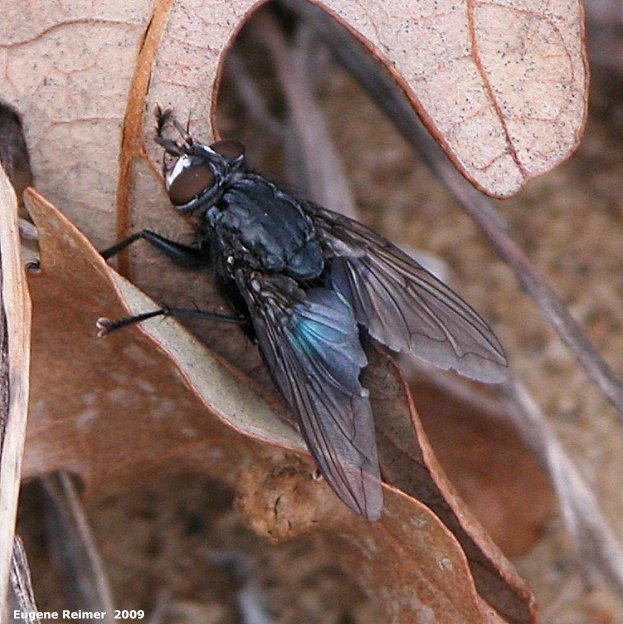 IMG 2009-Apr25 at Portage Sandhills near PortageLaPrairie MB:  unidentified Fly (Diptera sp)