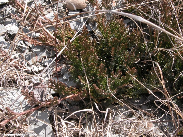 IMG 2009-Apr25 at Portage Sandhills near PortageLaPrairie MB:  Creeping juniper (Juniperus horizontalis)