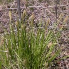 Sun-loving sedge=Carex pennsylvanica: