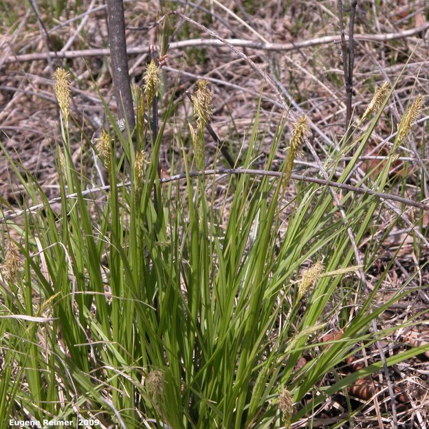IMG 2009-May07 at Lauder Sandhills:  Sun-loving sedge (Carex pensylvanica)