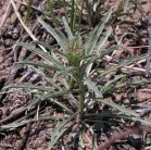 Gumbo evening-primrose=Oenothera caspitosa?: in bud