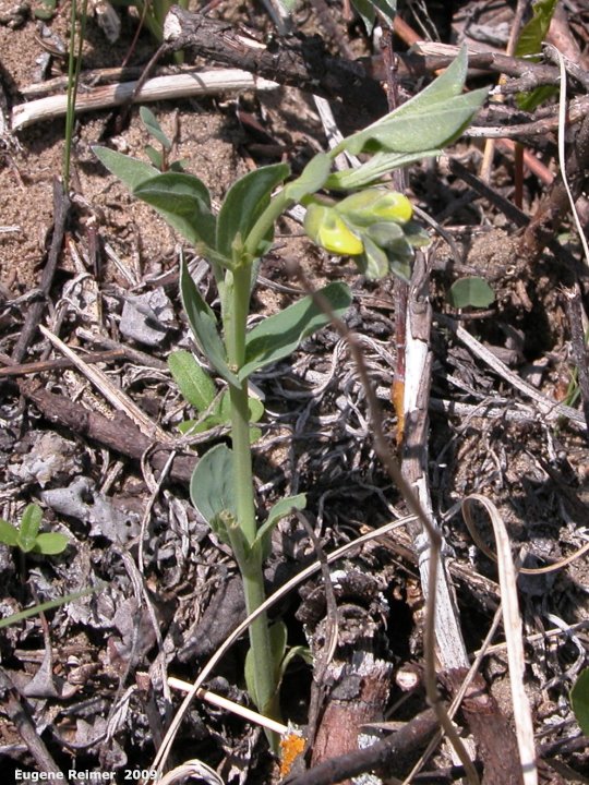 IMG 2009-May07 at Lauder Sandhills:  Golden bean (Thermopsis rhombifolia) plant in bud