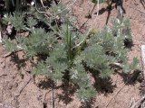 Wormwood=Artemisia sp:
