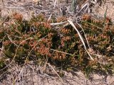 Creeping Juniper=Juniperus horizontalis: