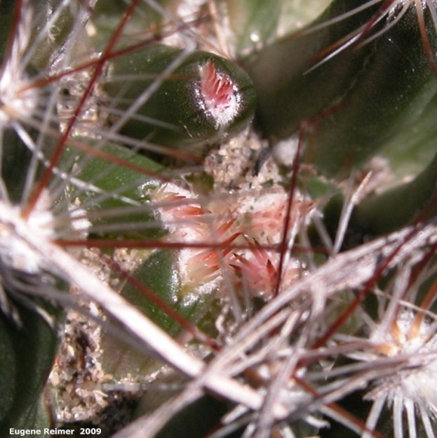 IMG 2009-May07 at Lauder Sandhills:  Pincushion cactus (Escobaria vivipara) bud closup