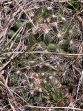 Pincushion cactus=Escobaria vivipara:
