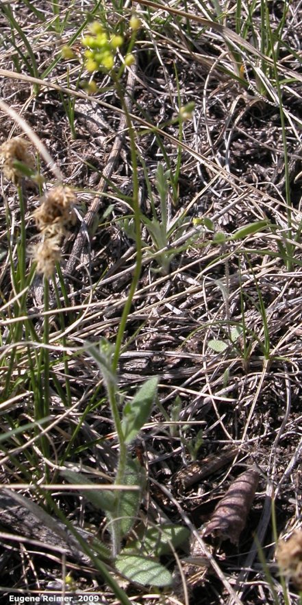 IMG 2009-May07 at Lauder Sandhills:  Wild mustard (Sinapis arvensis) sp